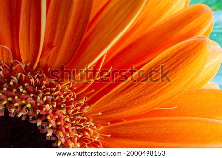 orange gerbera petals macro image. gerbera jamesonii