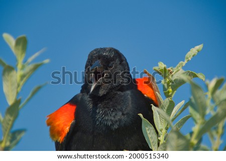 A portrait of male red-winged blackbird.  