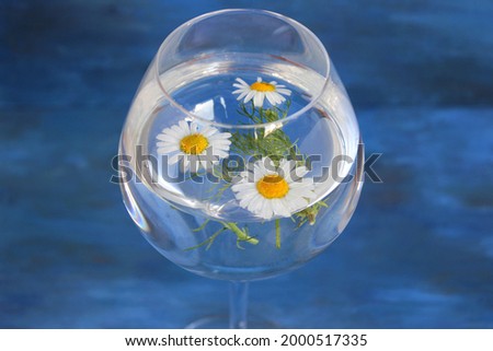 Three daisies in water in a transparent glass on a blue background. High quality photo