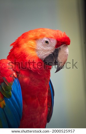 Colorful portrait of Parrot close up
