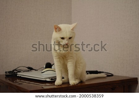 Sad adorable adult white cat sits on the table next to a laptop and headphones. Photography. Fuury friend
