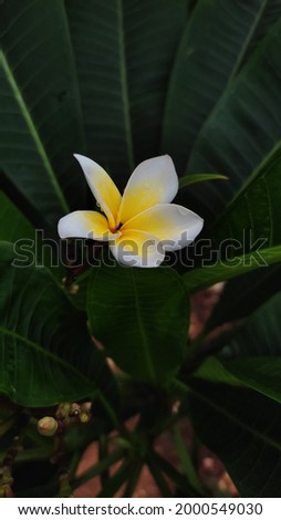 this is a picture of a beautiful yellow and white flower. 