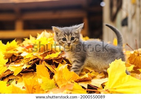 gray kitten in autumn leaves Royalty-Free Stock Photo #2000550089