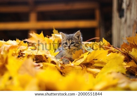 gray kitten in autumn leaves Royalty-Free Stock Photo #2000551844