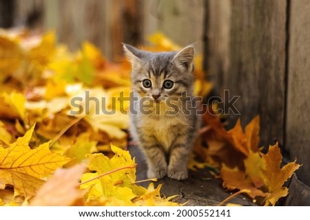 gray kitten in autumn leaves Royalty-Free Stock Photo #2000552141