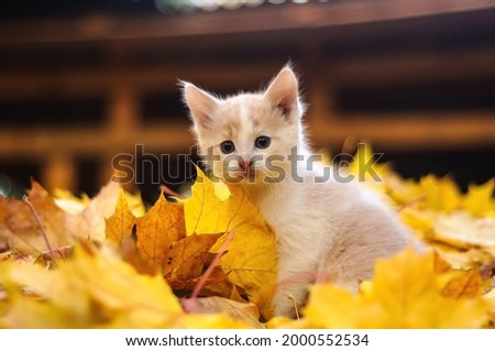 white kitten in autumn leaves Royalty-Free Stock Photo #2000552534