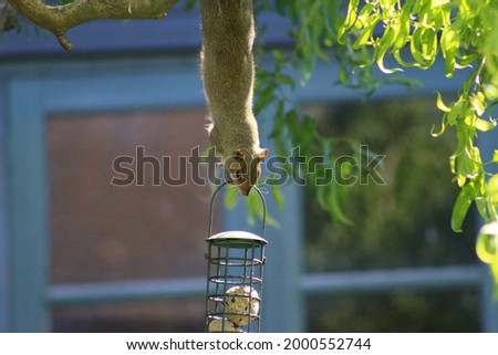 Photo of a squirrel on a bird feeder