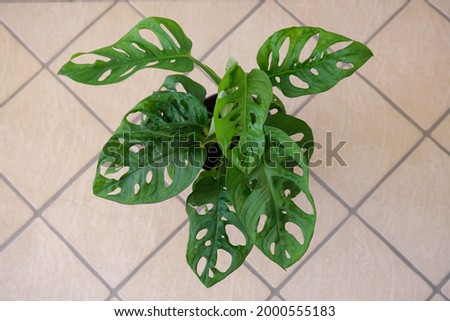 A young specimen of Monstera adansonii (Fam. Araceae), photographed in pot in Rome, Italy