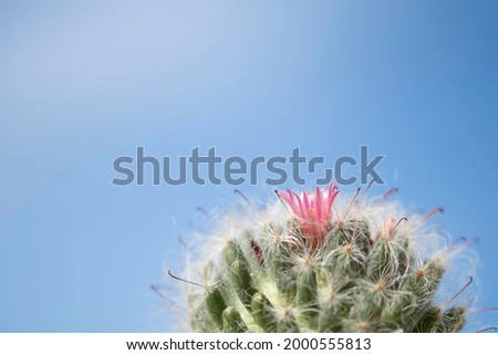 Close up of pink cactus flower and white fluffy thorn againt blue sky background, beautiful of nater concept.