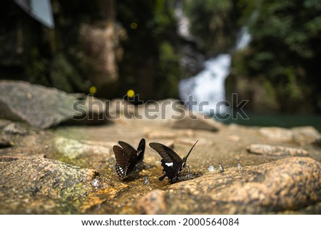 A nice picture of common butterfly  with waterfall background.