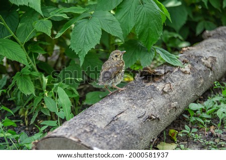 A small wild bird sits on a log. wildlife