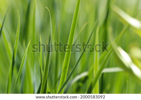Close-up (macro photography) of grass shoots with selective focus in sunlight as a natural background or texture