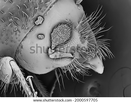 Electronic microscope picture of a bark beetle 