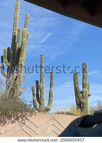 Three cactus cacti arizona scottsdale blue sky