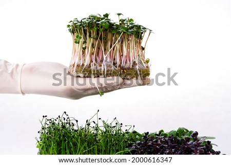 Microgreens of radish on a growing substrate on a gloved hand. Microgreens of different varieties. Microgreens of radish, sunflower, pea, onion and basil isolated on white background.