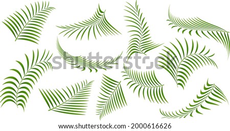 green vector exotic tropical palm leaves  clip art set  illustration