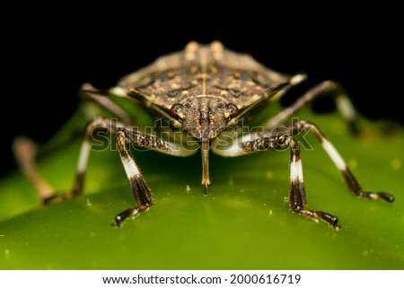 Brown Marmorated Stink Bug feeding on a pepper in the garden (Halyomorpha halys) Royalty-Free Stock Photo #2000616719