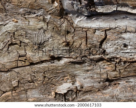 Texture photo of old tree trunk pattern with cracks.