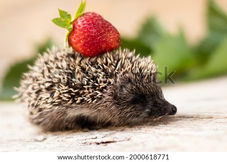 Little hedgehog with strawberry carries on the back.