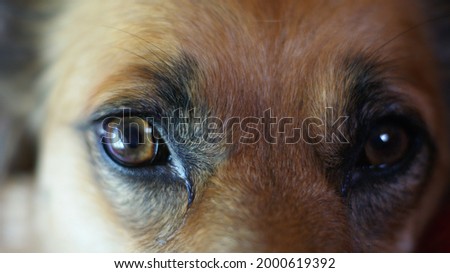 Wild dog Dingo. Red muzzle of a tamed and kind dog Royalty-Free Stock Photo #2000619392