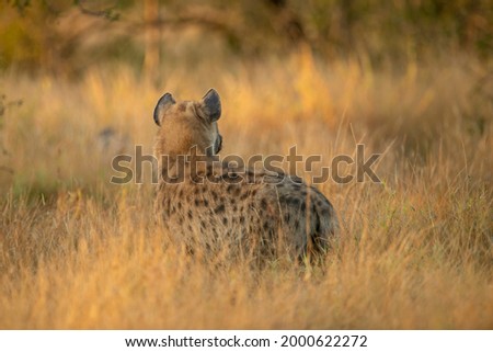 close up photo of a Hyena looking away