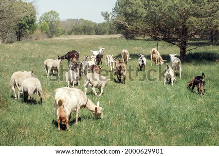 A small organic rural dairy farm with a mixed herd of goats and sheeps. - stock photo