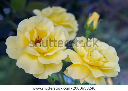 Yellow roses blooming in a garden in a close up