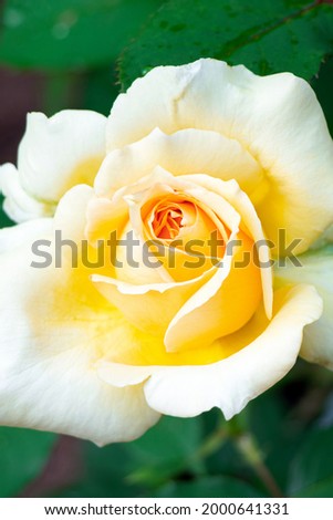 Yellow rose in garden. Flower in summer time.