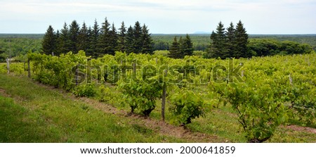 Vineyard in summer time Dunham Eastern Township, Quebec, Canada Royalty-Free Stock Photo #2000641859