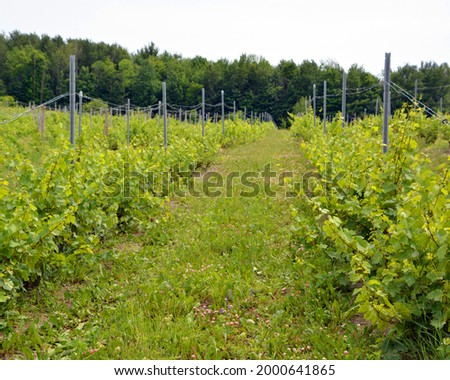 Vineyard in summer time Dunham Eastern Township, Quebec, Canada