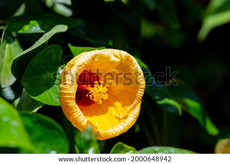 Orange hibiscus flower blooming on tree