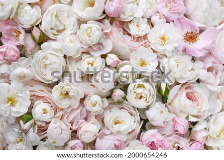 Delicate blooming festive light pink and white roses, blossoming flowers soft pastel background, rose bouquet floral card