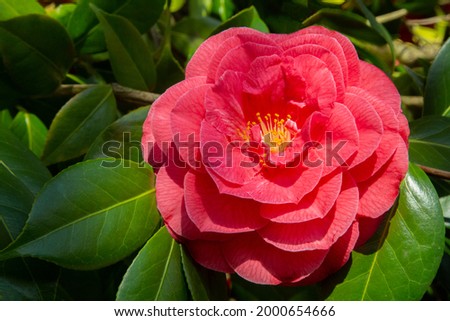 Close view of Camellia flower with yellow center and green leaves against with out of focus background