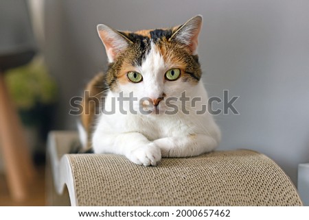 Calico Cat with green eyes lying on cardboard scratch board  Royalty-Free Stock Photo #2000657462