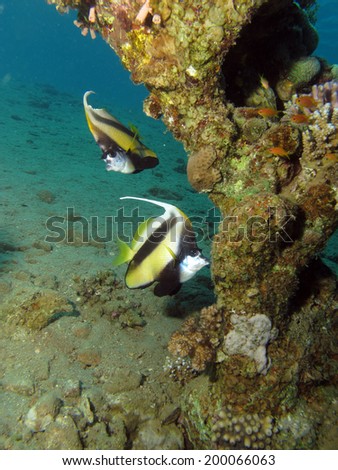 A couple of Red Sea Bannerfish