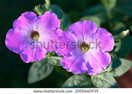 Group of beautiful petunia flowers on a background of lush green foliage