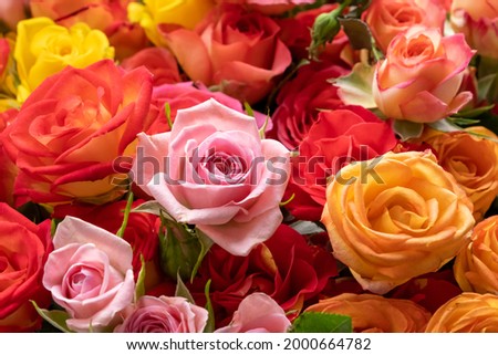 Background image of roses. Colored fresh pastel roses. Pink and rose roses. Background image of roses. Colored fresh vivid color flowers