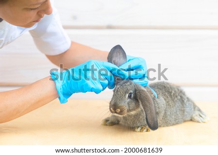 baby rabbit on medical examination at veterinarian in office, clinic. small bunny in hands of doctor. treatment, prevention of health of pet. animal in vet. prevention of disease, fleas, ticks.