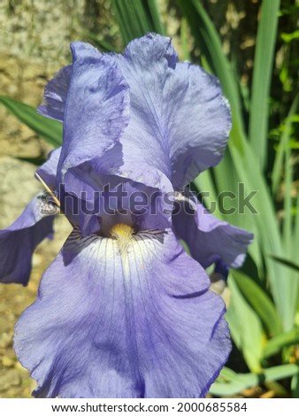 blue irises on the lawn in spring among the greenery