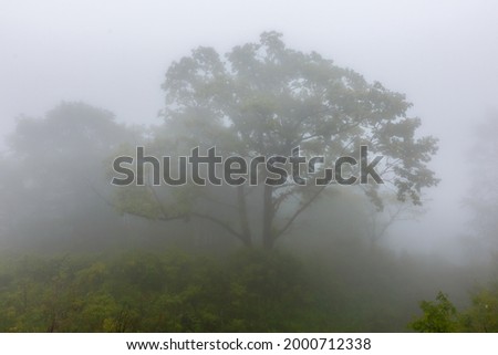 Green trees stand in dense fog. Summer forest in the fog.