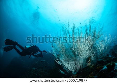 Scuba diver are diving with coral reef
