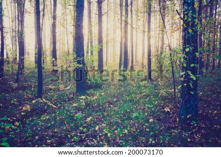 vintage photo of forest in morning light