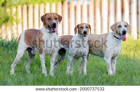 three mixed breed dogs with the tongue posing for the camera on the grass in the park 