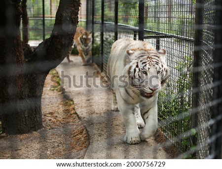 Close up of rare white fluffy Bengal tiger walking in a cage in the zoo. Happy 2022 New Year symbol. Endangered carnivore species and animal rescue. Big cat.  Royalty-Free Stock Photo #2000756729