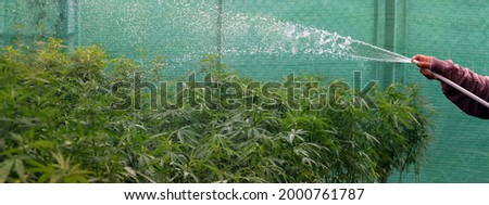 Senior farmer spray water examining cannabis plants.Researcher Taking a Few Cannabis Buds for Scientific Experiment.Cannabis homegrown in a greenhouse high angle view. Royalty-Free Stock Photo #2000761787