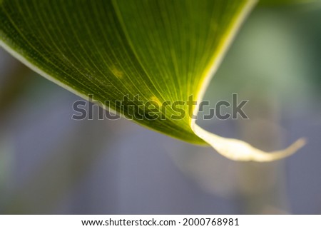 Ginger plant leaf macro image