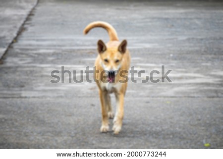 Blur picture cute dog brown