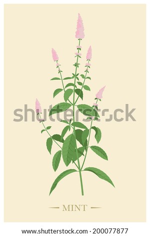 Vector illustration of medicinal plant mint