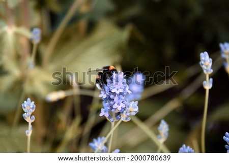 Bee on a flower, shot in Sweden.