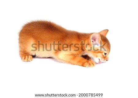Abyssinian ginger cat sits on a white background